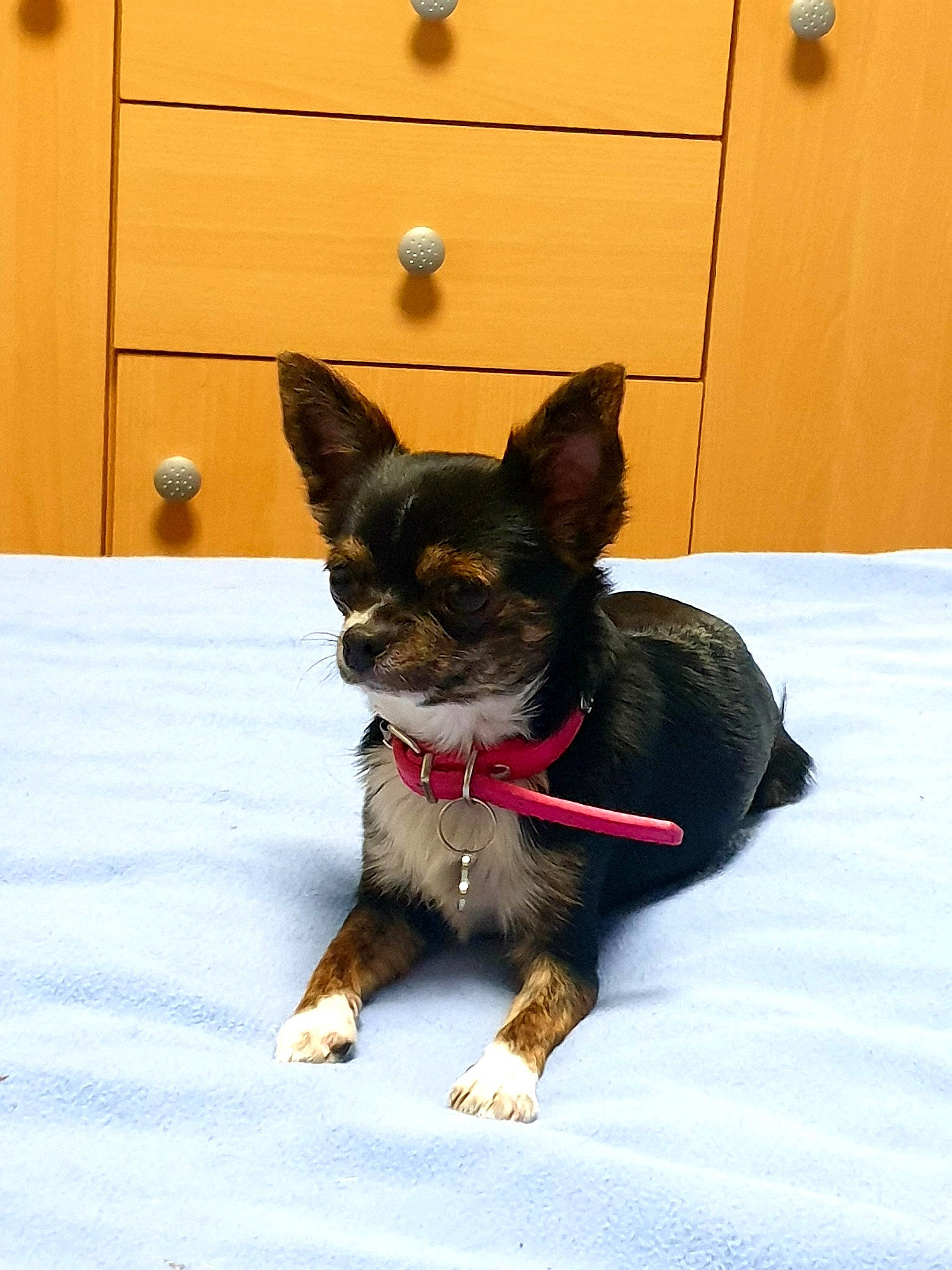 Chanel participe au concours pour gagner de l'argent avec cette photo : cabinetry, carnivore, collar, companion_dog, dog, dog_breed, dog_collar, dog_supply, fawn, flooring, hardwood, paw, prazsky_krysarik, snout, sporting_group, tail, toy_dog, wood, working_animal, working_dog