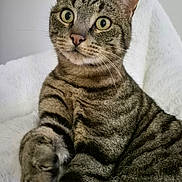 Swann a rejoint le concours — aidez-le/la à gagner de superbes lots ! cat, tabby, pet, animal, feline, whiskers, paw, fur, cute, indoor, closeup, eyes, striped, relaxed, mammal, domestic, soft, resting, curious, fluffy