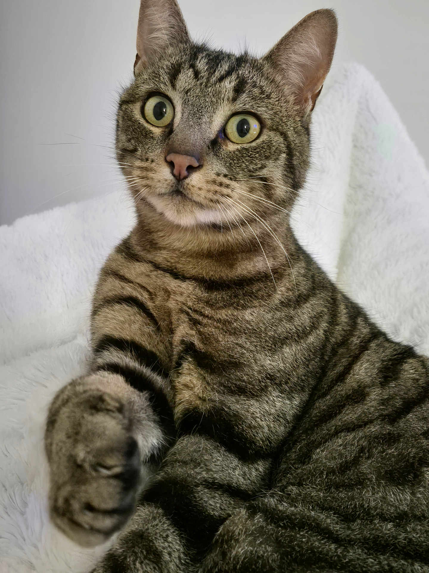 Swann a rejoint le concours — aidez-le/la à gagner de superbes lots ! cat, tabby, pet, animal, feline, whiskers, paw, fur, cute, indoor, closeup, eyes, striped, relaxed, mammal, domestic, soft, resting, curious, fluffy