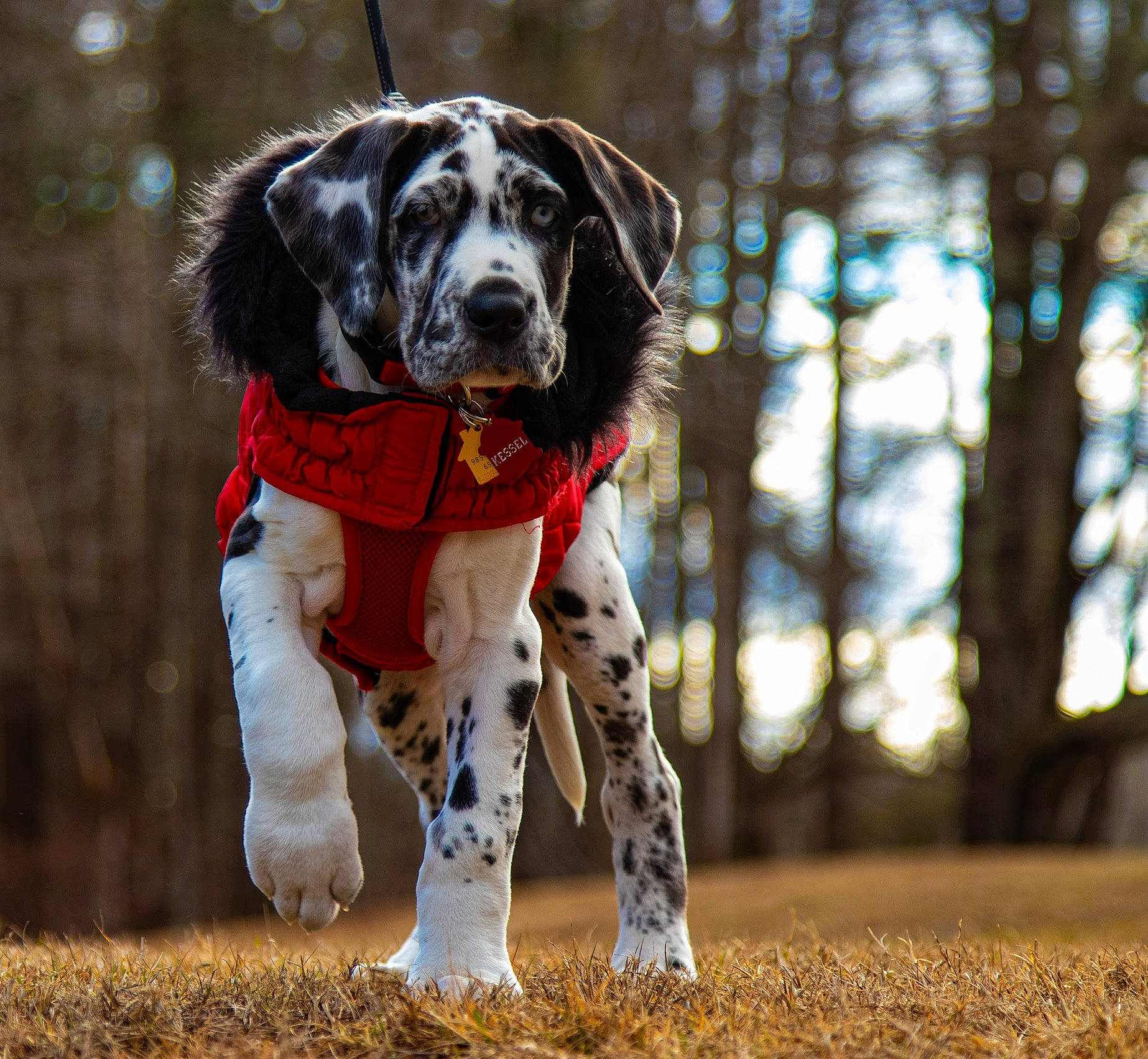 Kessel is registered to the contest to win money with this photo: canidae, carnivore, companion_dog, dog, dog_breed, dog_collar, dog_supply, fur, grass, gun_dog, plant, pointing_breed, snout, soil, spaniel, sporting_group, tail, winter, working_animal, working_dog
