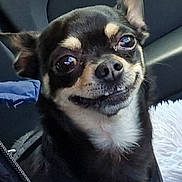 Roy participe au concours pour gagner de l'argent avec cette photo : dog, chihuahua, pet, animal, close_up, black_and_tan, cute, small_dog, car_interior, seat, fur, ears, eyes, nose, collar, smile, portrait, domestic_animal, indoors, fluffy