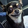 dog, chihuahua, pet, animal, close_up, black_and_tan, cute, small_dog, car_interior, seat, fur, ears, eyes, nose, collar, smile, portrait, domestic_animal, indoors, fluffy