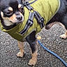 Roy participe au concours pour gagner de l'argent avec cette photo : dog, small_dog, chihuahua, green_jacket, leash, outdoor, gravel, pet, animal, standing, black_fur, tan_fur, close_up, curious, canine, companion, portrait, side_view, pavement, walking
