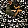 dog, chihuahua, blanket, sleeping, cozy, black_and_tan, patterned_blanket, fabric, indoors, pet, small_dog, fur, snuggled, resting, cute, animal, wrapped, comfort, domestic, relaxation