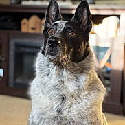 Pepper is registered to the contest to win money with this photo: dog, pet, indoor, fur, black_and_white, ears, animal, canine, portrait, looking_up, brown_eyes, close_up, furniture, carpet, domestic, companion, alert, house, living_room, cute