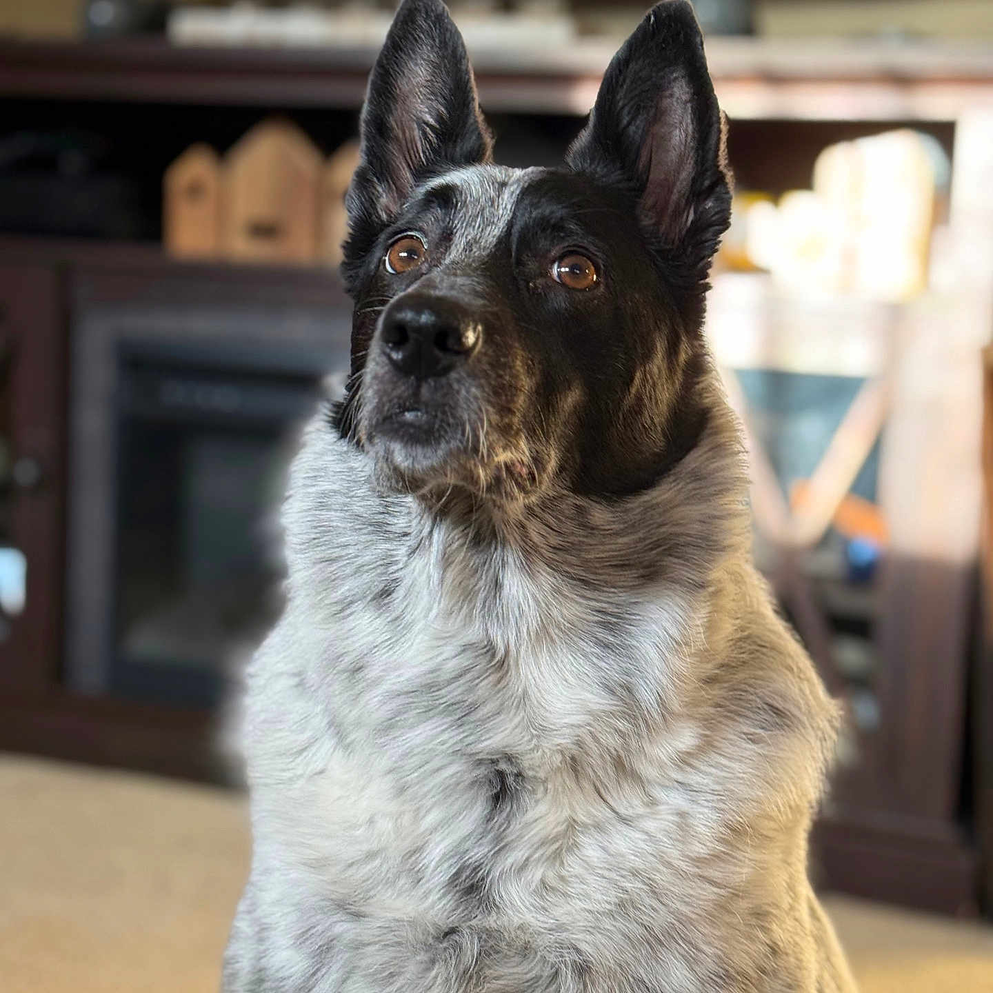 Pepper is registered to the contest to win money with this photo: alert, animal, black_and_white, brown_eyes, canine, carpet, close_up, companion, cute, dog, domestic, ears, fur, furniture, house, indoor, living_room, looking_up, pet, portrait
