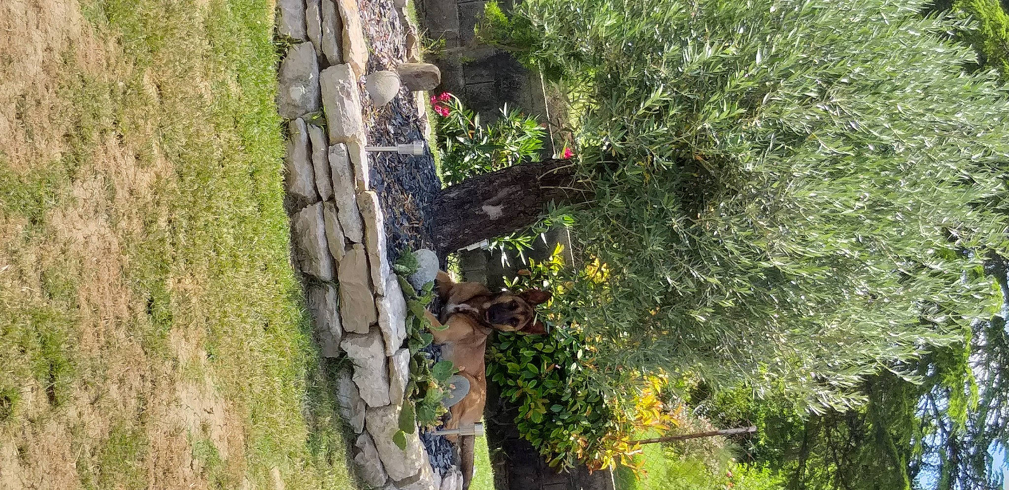 Neïka participe au concours pour gagner de l'argent avec cette photo : adventure, art, bedrock, grass, groundcover, landscape, plant, rock, shrub, tree, trunk, wildlife, window, wood, woody_plant