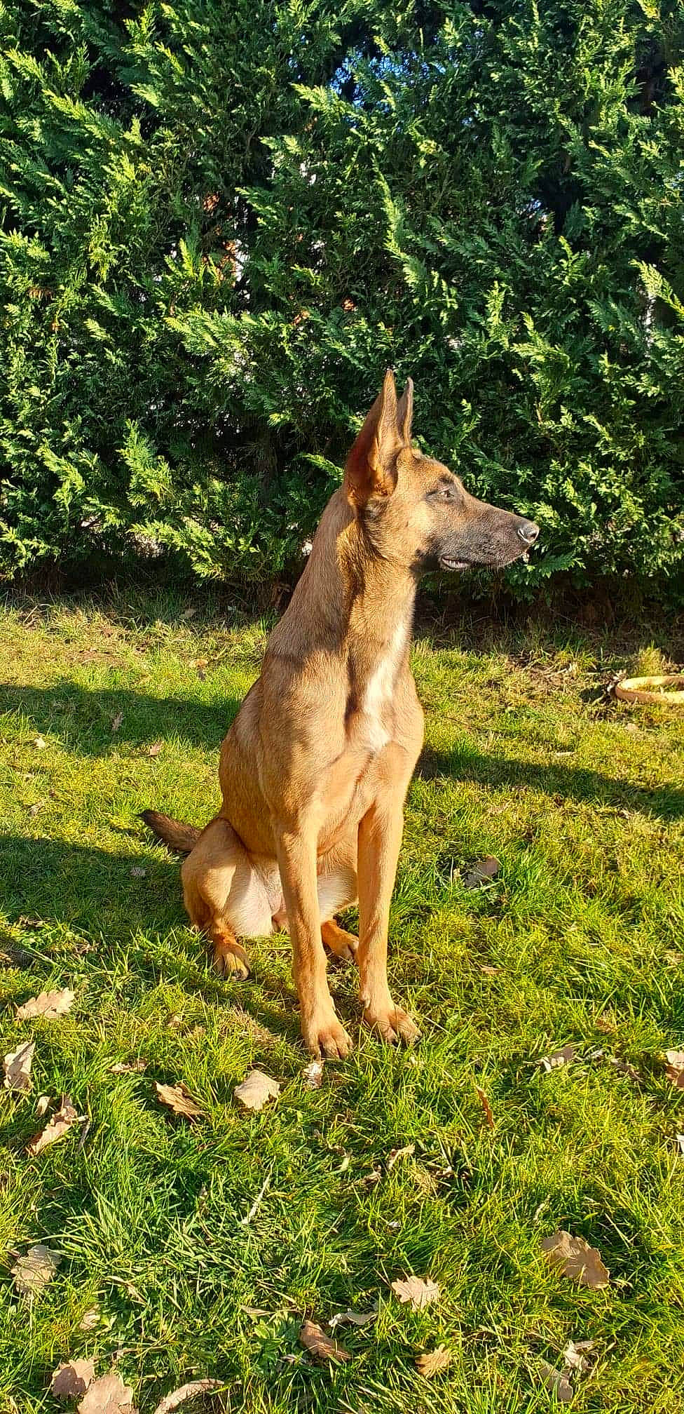 Neïka participe au concours pour gagner de l'argent avec cette photo : canidae, carnivore, dog, dog_breed, east_european_shepherd, fawn, german_shepherd_dog, grass, groundcover, herding_dog, hunting_dog, king_shepherd, old_german_shepherd_dog, plant, sporting_group, tail, terrestrial_animal, tree, wildlife, working_dog