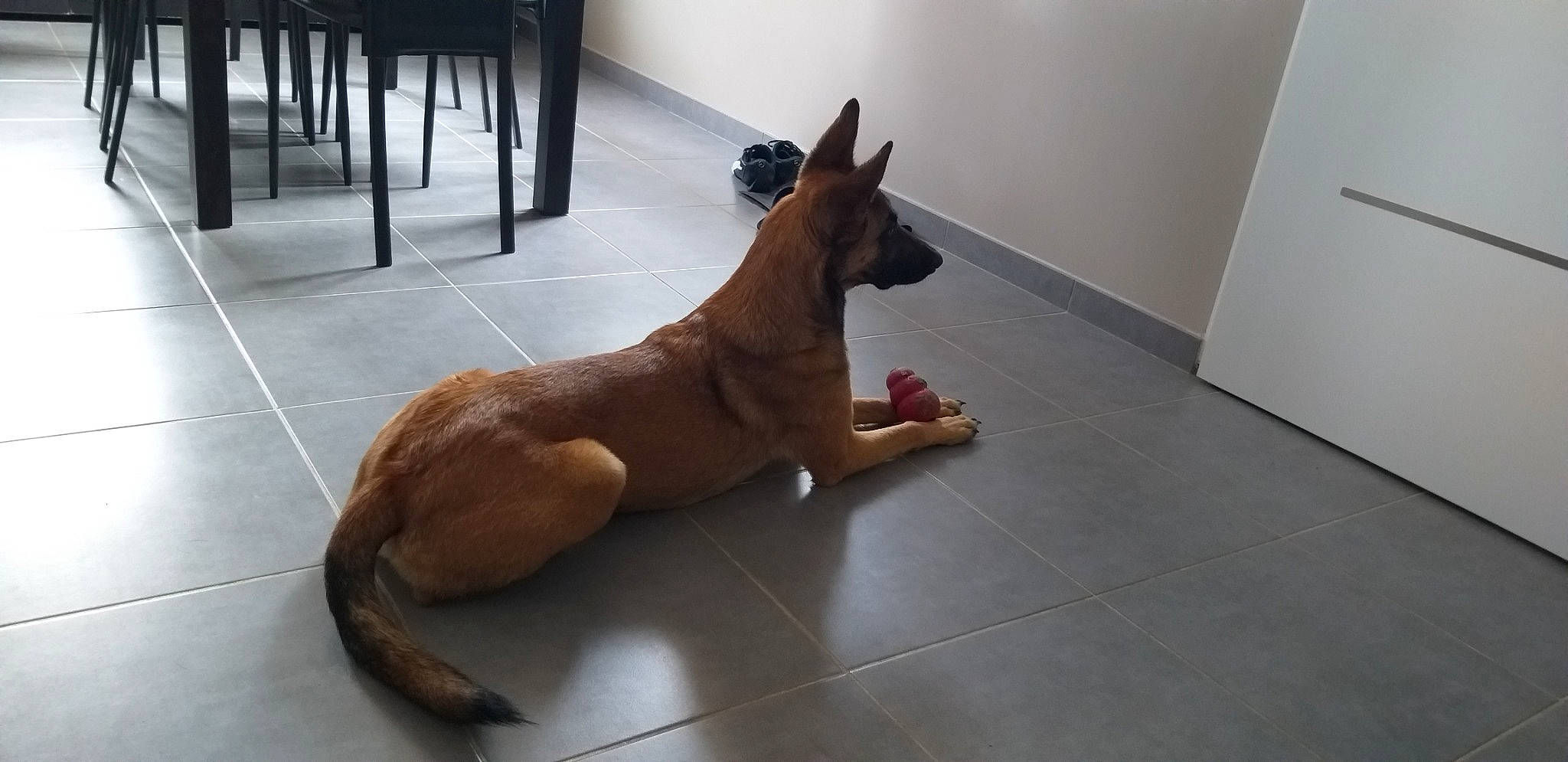 Neïka participe au concours pour gagner de l'argent avec cette photo : art, canidae, carnivore, companion_dog, dog, dog_breed, fawn, felidae, floor, flooring, hardwood, liver, snout, sporting_group, tail, terrestrial_animal, whiskers, window, wood, working_animal