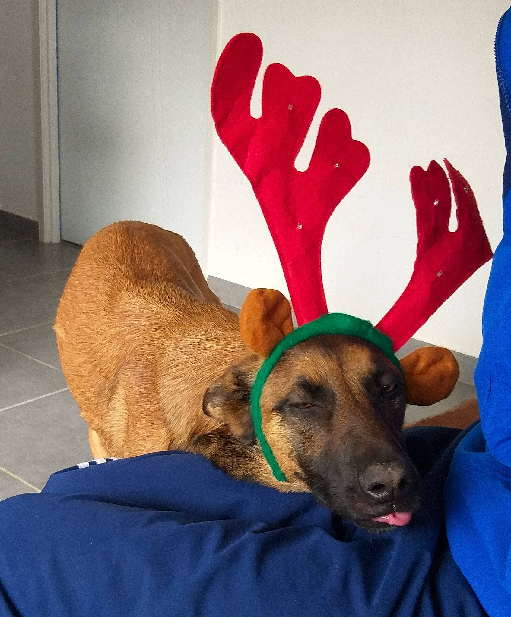 Neïka a rejoint le concours — aidez-le/la à gagner de superbes lots ! art, carnivore, comfort, companion_dog, costume_hat, deer, dog, fawn, finger, gesture, glove, linens, mammal, moose, reindeer, sleeve, vertebrate, wood, working_animal, wrist