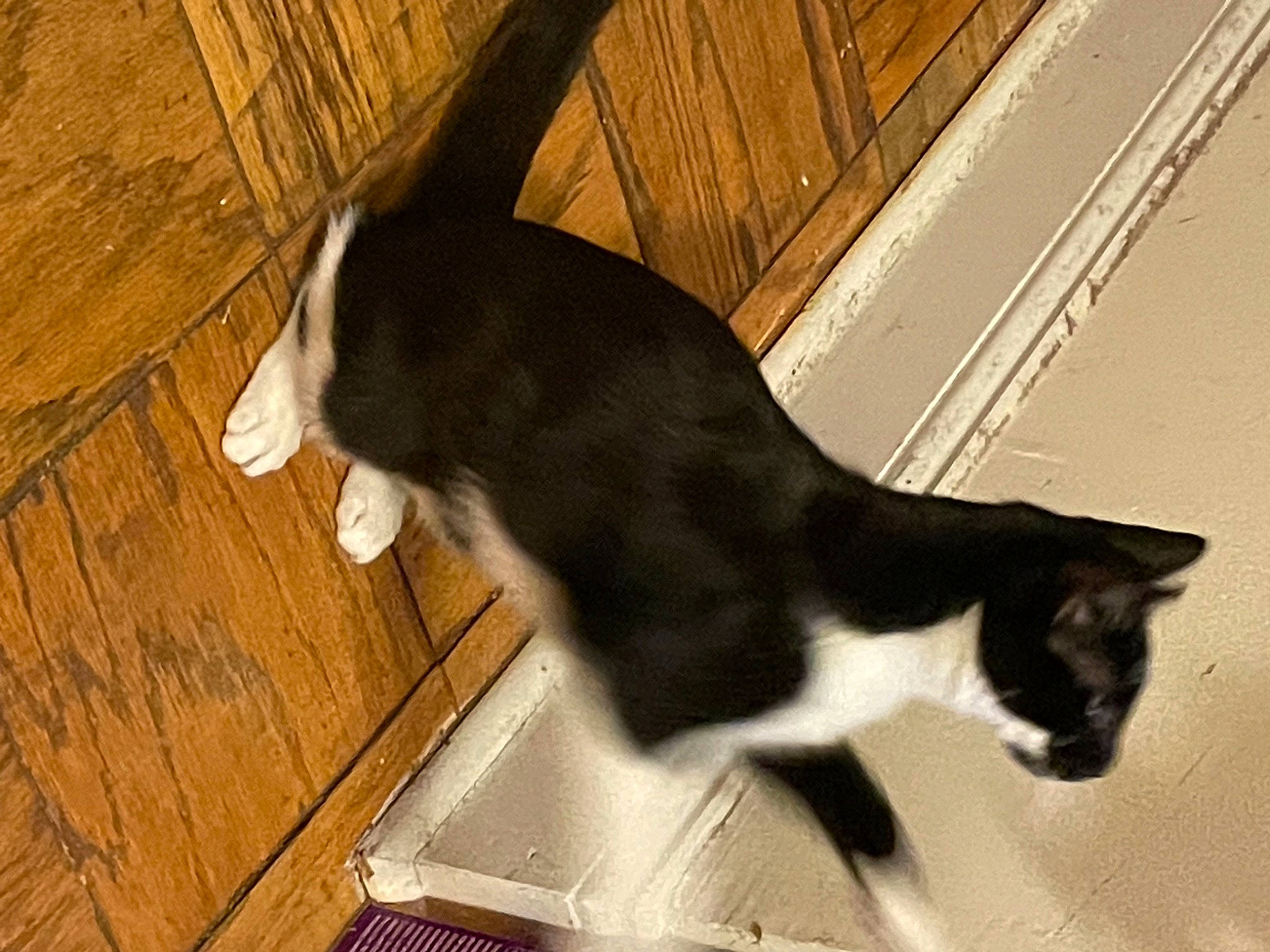 Cinnamon is registered to the contest to win money with this photo: carnivore, cat, dog_breed, domestic_short_haired_cat, felidae, flooring, fur, hardwood, line, mammal, pet_supply, plank, plant, small_to_medium_sized_cats, snout, sporting_group, tail, whiskers, wood, wood_stain