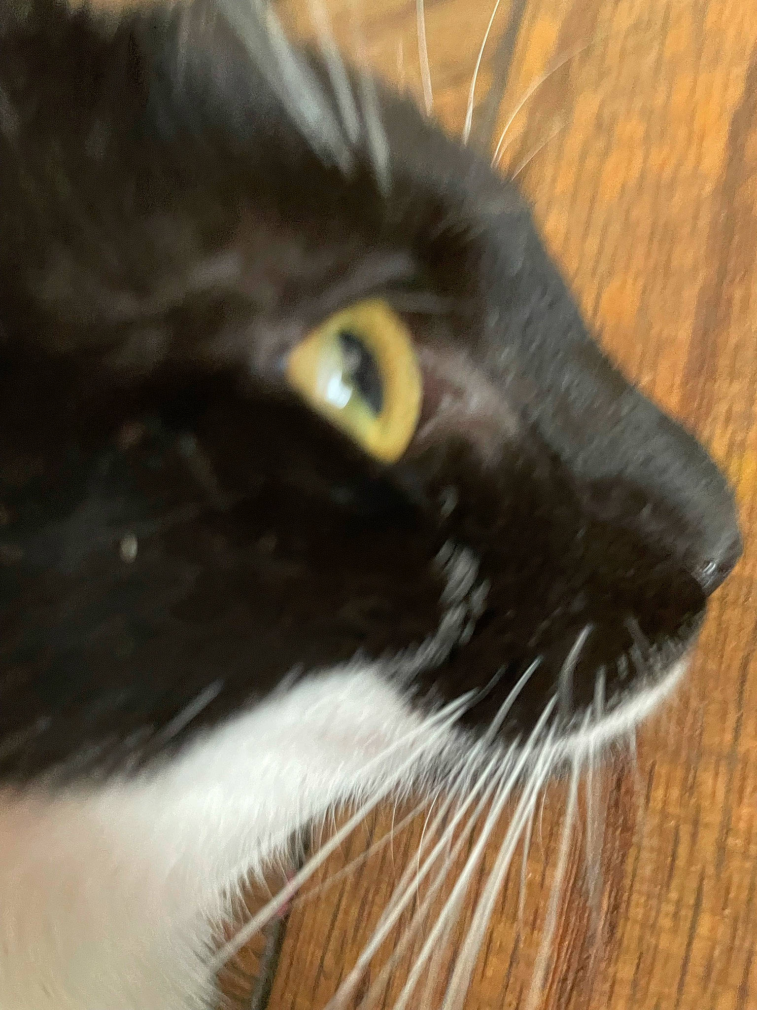 Cinnamon joined the competition — help win amazing prizes! black_cat, carnivore, cat, domestic_short_haired_cat, ear, felidae, flooring, fur, hardwood, small_to_medium_sized_cats, snout, terrestrial_animal, whiskers, wood, wood_flooring