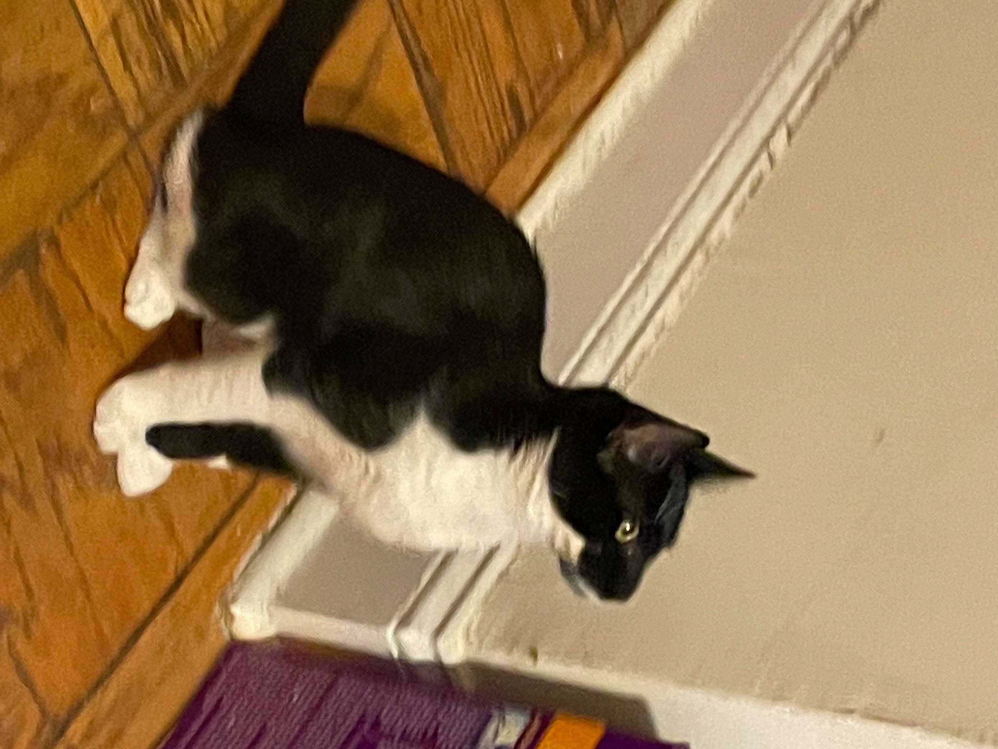 Cinnamon is registered to the contest to win money with this photo: black_cat, carnivore, cat, domestic_short_haired_cat, felidae, flooring, fur, hardwood, paw, small_to_medium_sized_cats, snout, tail, whiskers, wood, wood_flooring, wood_stain