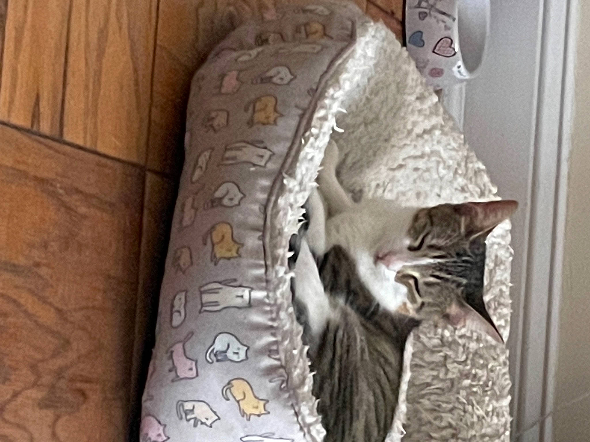 Nutmeg joined the competition — help win amazing prizes! bedding, carnivore, cat, cat_supply, comfort, domestic_short_haired_cat, door, felidae, flooring, fur, grey, hardwood, linens, paper_towel, pattern, room, small_to_medium_sized_cats, tail, whiskers, wood