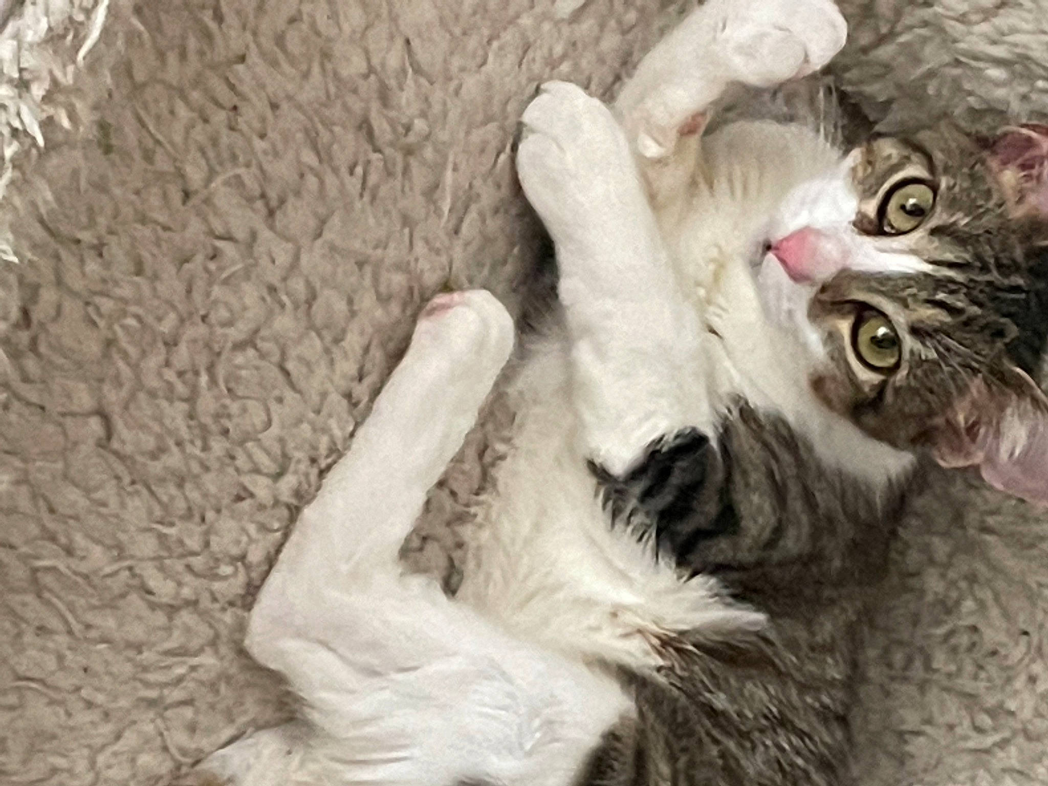 Nutmeg is registered to the contest to win money with this photo: carnivore, cat, claw, comfort, domestic_short_haired_cat, felidae, fur, gesture, monochrome_photography, natural_material, paw, small_to_medium_sized_cats, snout, tail, whiskers