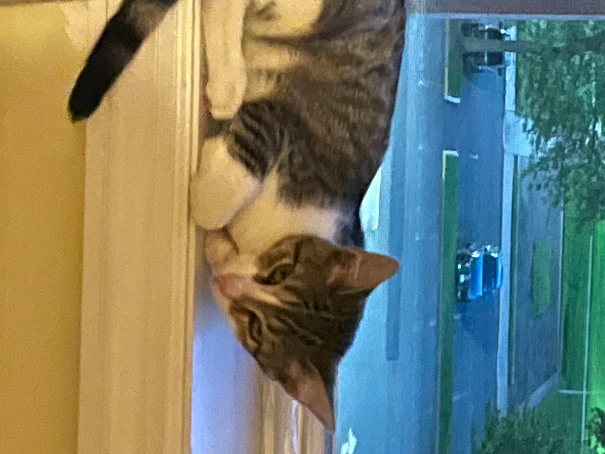 Nutmeg joined the competition — help win amazing prizes! animal_shelter, carnivore, cat, cat_supply, domestic_short_haired_cat, door, fawn, felidae, fur, mammal, pet_supply, small_to_medium_sized_cats, snout, tail, vehicle_door, whiskers, wildlife, window, wood