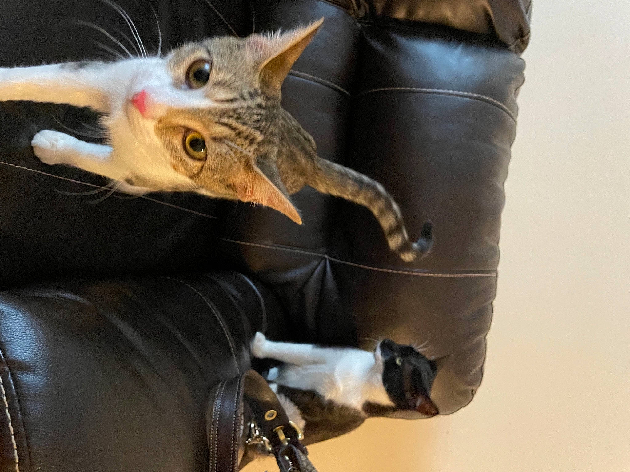 Nutmeg joined the competition — help win amazing prizes! carnivore, cat, claw, domestic_short_haired_cat, fawn, felidae, fur, gesture, human_leg, leather, paw, personal_protective_equipment, sleeve, small_to_medium_sized_cats, snout, tail, vehicle_door, vertebrate, whiskers