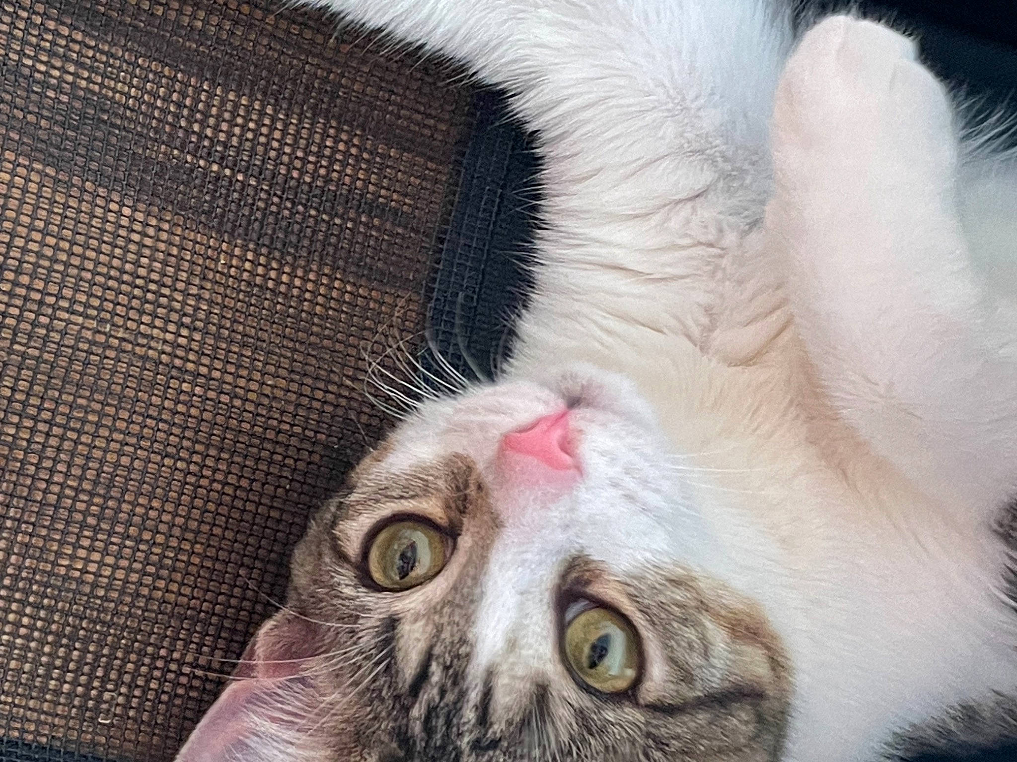 Nutmeg joined the competition — help win amazing prizes! carnivore, cat, claw, comfort, domestic_short_haired_cat, ear, eyelash, felidae, fur, mesh, nose, paw, small_to_medium_sized_cats, snout, tail, whiskers