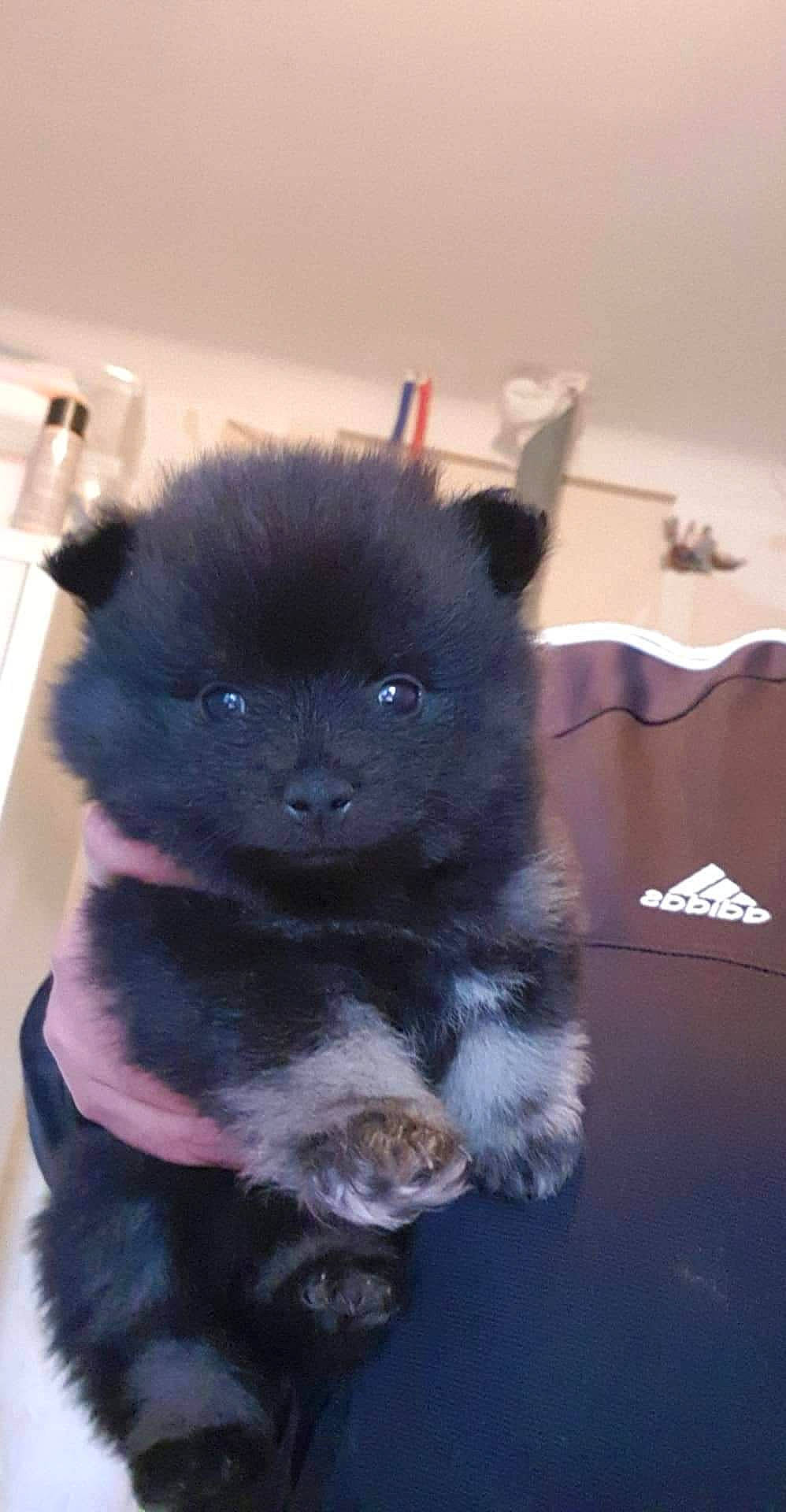 Elvis a rejoint le concours — aidez-le/la à gagner de superbes lots ! carnivore, companion_dog, dog_breed, electric_blue, fashion_accessory, fur, snout, tail, terrestrial_animal, working_animal