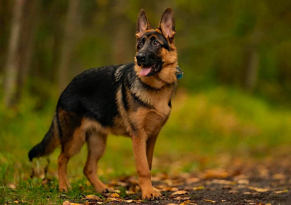 Skye is registered to the contest to win money with this photo: belgian_shepherd_malinois, canidae, canis, carnivore, dog, dog_breed, east_european_shepherd, fawn, german_shepherd_dog, grass, guard_dog, herding_dog, king_shepherd, old_german_shepherd_dog, snout, sporting_group, terrestrial_animal, wildlife, working_animal, working_dog