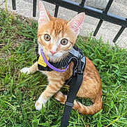 Cornbread joined the competition — help win amazing prizes! cat, kitten, orange_tabby, harness, leash, grass, outdoor, fence, curious, pet, animal, whiskers, ears, sidewalk, young, looking_up, close_up, nature, domestic_cat, sitting
