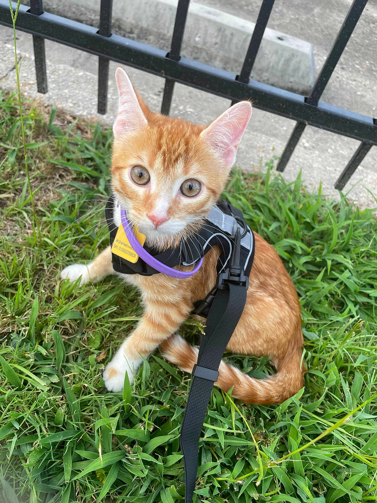 Cornbread joined the competition — help win amazing prizes! cat, kitten, orange_tabby, harness, leash, grass, outdoor, fence, curious, pet, animal, whiskers, ears, sidewalk, young, looking_up, close_up, nature, domestic_cat, sitting