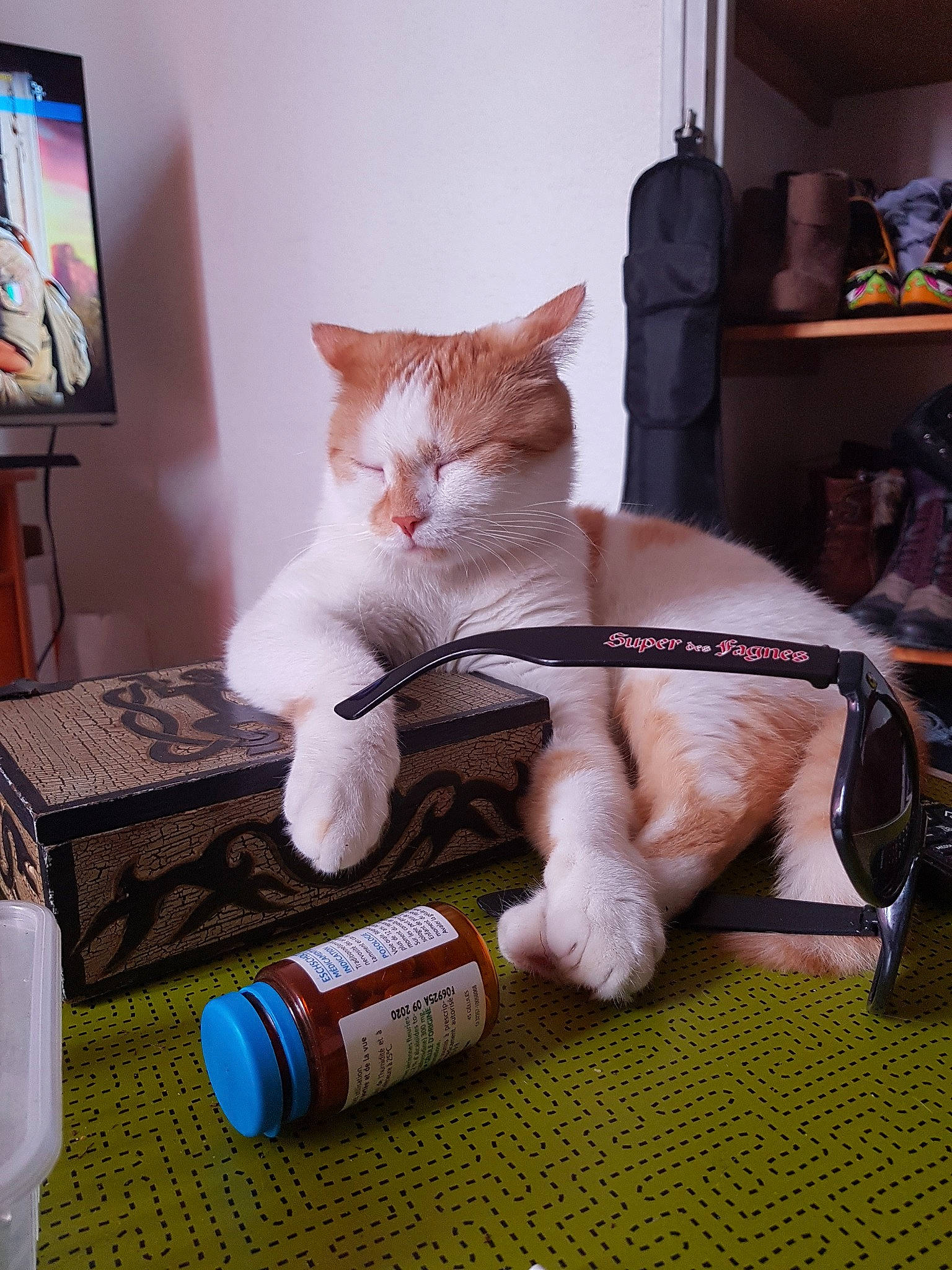 Chucky participe au concours pour gagner de l'argent avec cette photo : carnivore, cat, domestic_short_haired_cat, felidae, fur, kitten, leg, room, small_to_medium_sized_cats, whiskers