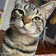 Brantley joined the competition — help win amazing prizes! bedroom, blanket, cat, close_up, cozy, curious, domestic_animal, door, ears, face, feline, fur, green_eyes, indoor, pet, portrait, poster, striped, tabby_cat, whiskers