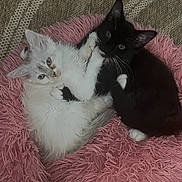 Katarina joined the competition — help win amazing prizes! animal, bed, black_cat, carpet, cat, cozy, cute, domestic_cat, feline, fluffy, indoor, kitten, pet, pink_bed, playful, plush_toy, resting, snuggling, white_cat, young_cat