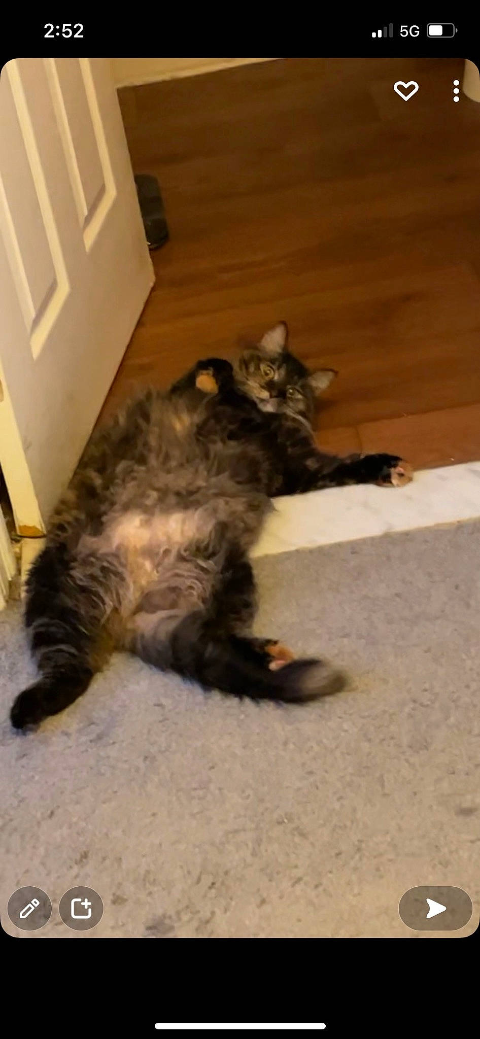 Gem joined the competition — help win amazing prizes! brown, canidae, carnivore, cat, claw, comfort, companion_dog, dog_breed, door, fawn, felidae, flooring, paw, small_to_medium_sized_cats, snout, sporting_group, tail, terrestrial_animal, whiskers, wood