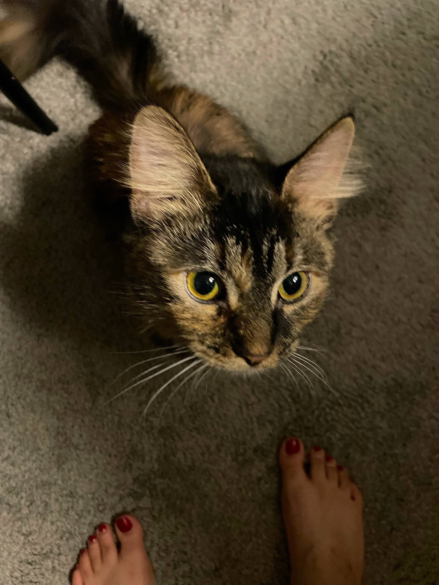 Gem joined the competition — help win amazing prizes! carnivore, cat, claw, comfort, domestic_short_haired_cat, fawn, felidae, foot, fur, gesture, grey, nail, painting, paw, small_to_medium_sized_cats, snout, terrestrial_animal, visual_arts, whiskers, window