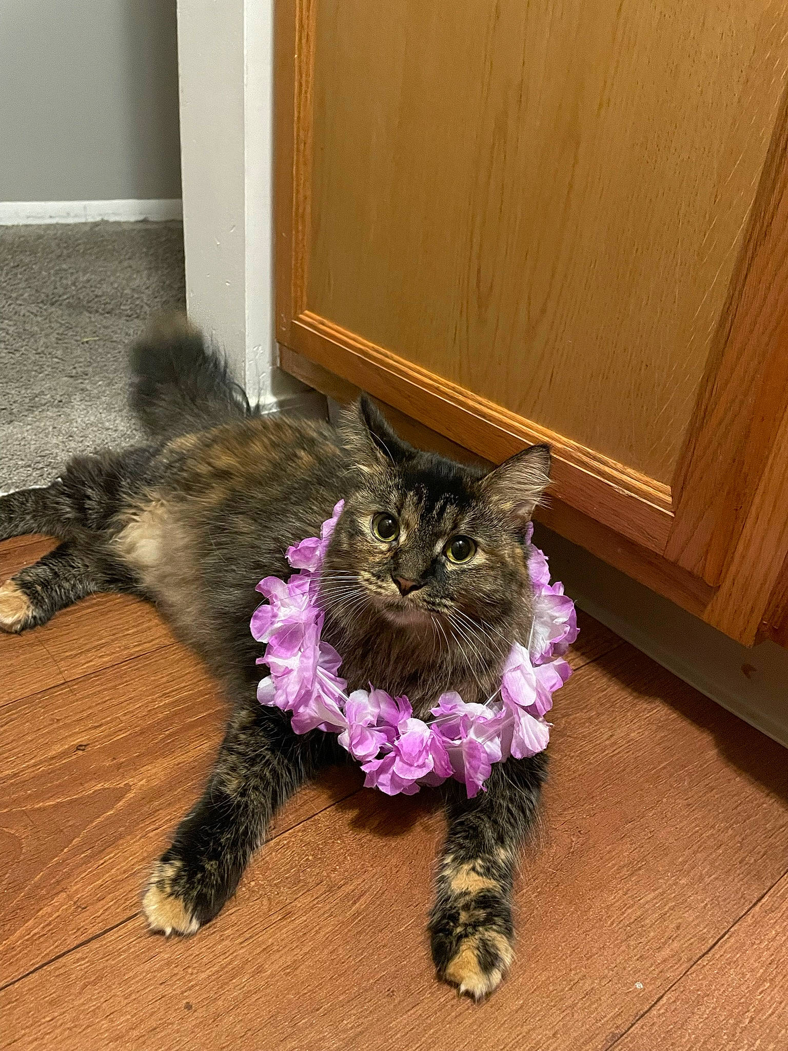 Gem joined the competition — help win amazing prizes! black_cat, carnivore, cat, claw, domestic_short_haired_cat, fawn, felidae, floor, flooring, fur, hardwood, houseplant, plant, purple, small_to_medium_sized_cats, snout, tail, whiskers, wood, wood_stain