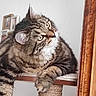 cat, tabby_cat, fluffy, long_hair, pet, animal, whiskers, green_eyes, striped_fur, sitting, lounging, paw, indoors, home, wooden_frame, cat_tree, portrait, close_up, cozy, alert