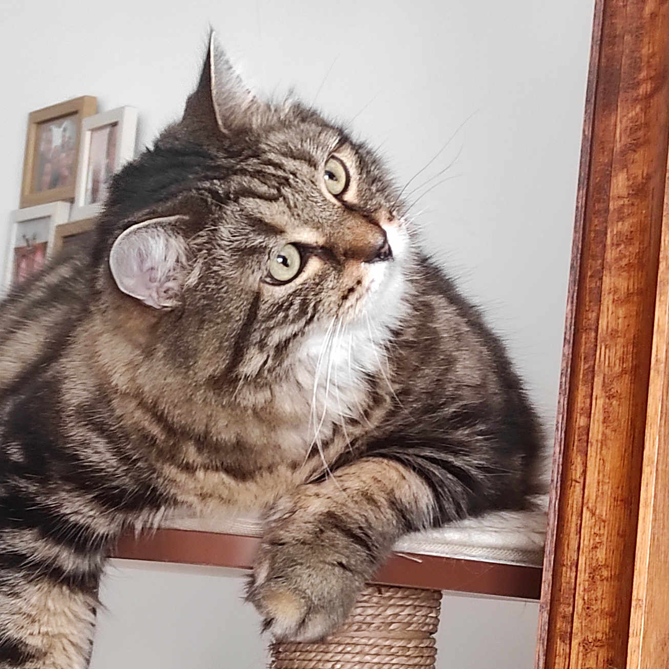 Filou