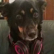 Chaussette participe au concours pour gagner de l'argent avec cette photo : australian_kelpie, dog, dog_breed, dog_breed_group, dog_like_mammal, huntaway, lancashire_heeler, puppy, rare_breed_dog, snout, street_dog, vulnerable_native_breeds, whiskers