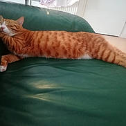 Oggy participe au concours pour gagner de l'argent avec cette photo : arabian_mau, asian, bengal, carnivore, cat, domestic_short_haired_cat, dragon_li, european_shorthair, fawn, felidae, fur, kitten, mammal, ocicat, small_to_medium_sized_cats, tabby_cat, tail, toyger, whiskers