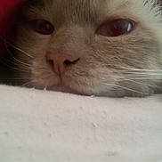Crapouille a rejoint le concours — aidez-le/la à gagner de superbes lots ! aegean_cat, carnivoran, cat, cat_like_mammal, close_up, domestic_short_haired_cat, ear, eye, face, fur, kitten, nose, ragdoll, skin, small_to_medium_sized_cats, snout, turkish_van, whiskers