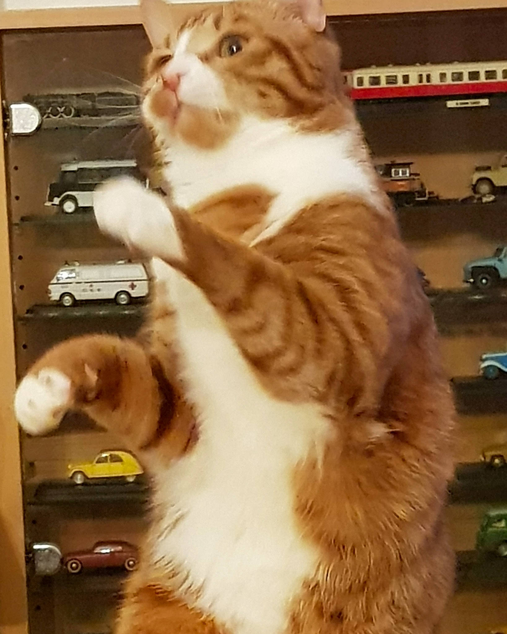 Oggy a rejoint le concours — aidez-le/la à gagner de superbes lots ! aegean_cat, american_curl, carnivore, cat, european_shorthair, felidae, fur, norwegian_forest_cat, paw, photo_caption, polydactyl_cat, scottish_fold, small_to_medium_sized_cats, whiskers