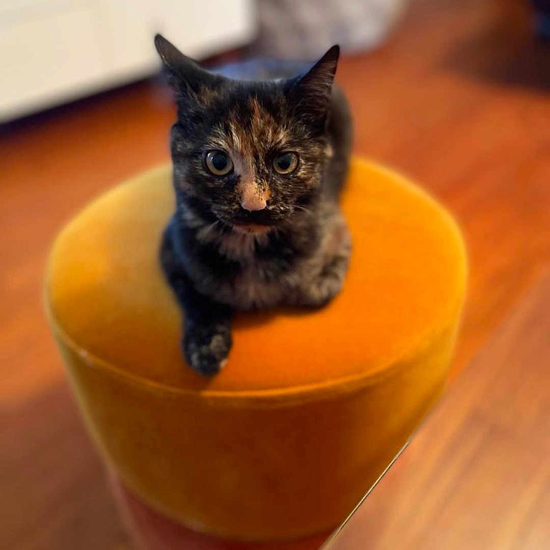 Moka participe au concours pour gagner de l'argent avec cette photo : abyssinian, animal, blackcat, brasssection, cat, cylinder, furniture, hardwood, horn, indoors, interiordesign, kitten, manx, musicalinstrument, ottoman, pet, photography, plywood, table, wood