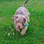 Pumba participe au concours pour gagner de l'argent avec cette photo : animal, backyard, boxer, bulldog, canine, chair, dog, frenchbulldog, furniture, grass, lawn, nature, outdoors, pet, pitbull, plant, pug, puppy, soil, yard