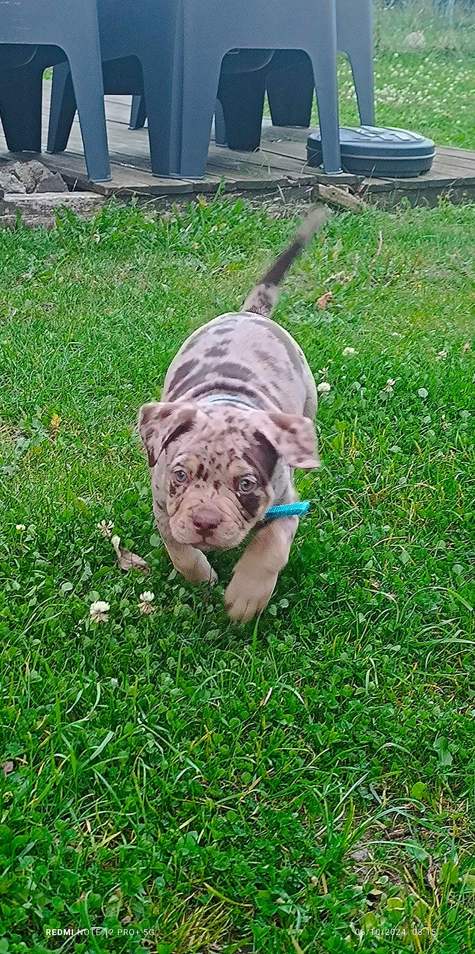 Pumba participe au concours pour gagner de l'argent avec cette photo : animal, backyard, boxer, bulldog, canine, chair, dog, frenchbulldog, furniture, grass, lawn, nature, outdoors, pet, pitbull, plant, pug, puppy, soil, yard