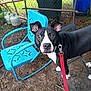 animal, backyard, black_and_white, blue_chair, chain_link_fence, closeup, collar, curious, dirt_ground, dog, ears, eyes, face, leash, metal_chair, nature, outdoor, pet, propane_tanks, snout