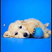 Blue a rejoint le concours — aidez-le/la à gagner de superbes lots ! animal, blue_background, blue_ball, cute, dog, domestic_animal, fluffy, fur, isolated, lying_down, paws, pet, playful, puppy, resting, sleepy, soft, studio_shot, toy, young