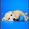 puppy, dog, blue_background, blue_ball, toy, lying_down, cute, fluffy, young, pet, animal, playful, studio_shot, isolated, soft, resting, domestic_animal, fur, paws, sleepy