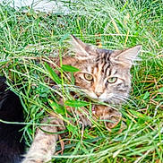 Lily joined the competition — help win amazing prizes! tabby_cat, grass, outdoor, pet, animal, nature, feline, greenery, relaxing, blurred, fur, whiskers, leaf, wildlife, domestic_animal, mammal, closeup, plant, resting, companion