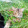 tabby_cat, grass, outdoor, pet, animal, nature, feline, greenery, relaxing, blurred, fur, whiskers, leaf, wildlife, domestic_animal, mammal, closeup, plant, resting, companion