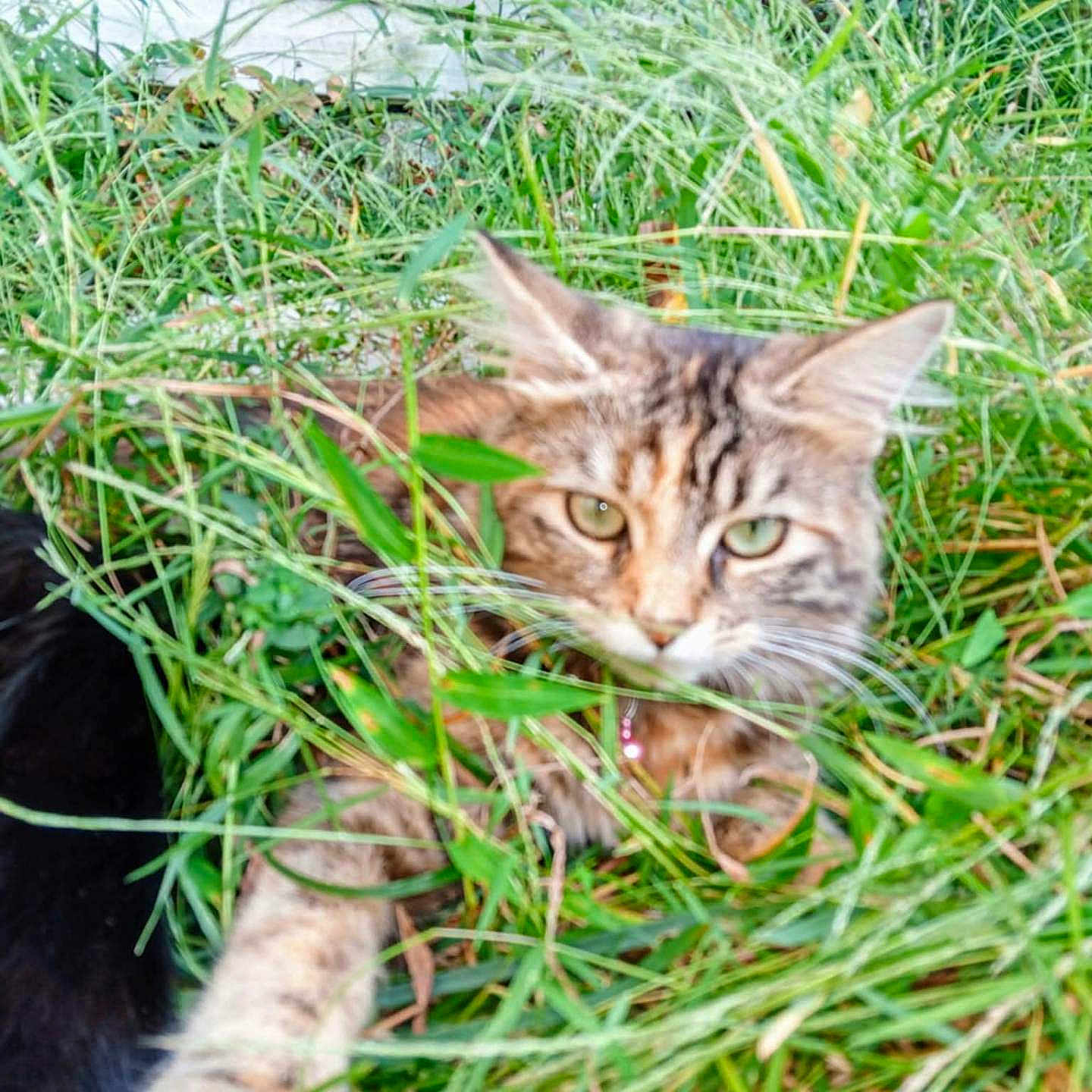 Lily joined the competition — help win amazing prizes! animal, blurred, closeup, companion, domestic_animal, feline, fur, grass, greenery, leaf, mammal, nature, outdoor, pet, plant, relaxing, resting, tabby_cat, whiskers, wildlife