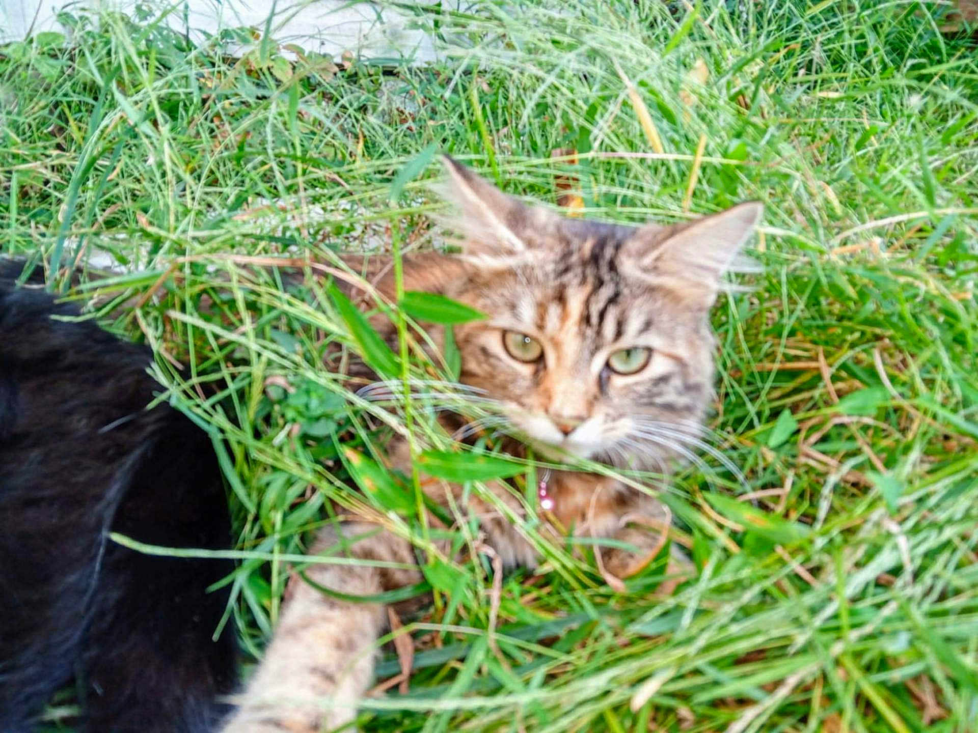 Lily joined the competition — help win amazing prizes! tabby_cat, grass, outdoor, pet, animal, nature, feline, greenery, relaxing, blurred, fur, whiskers, leaf, wildlife, domestic_animal, mammal, closeup, plant, resting, companion