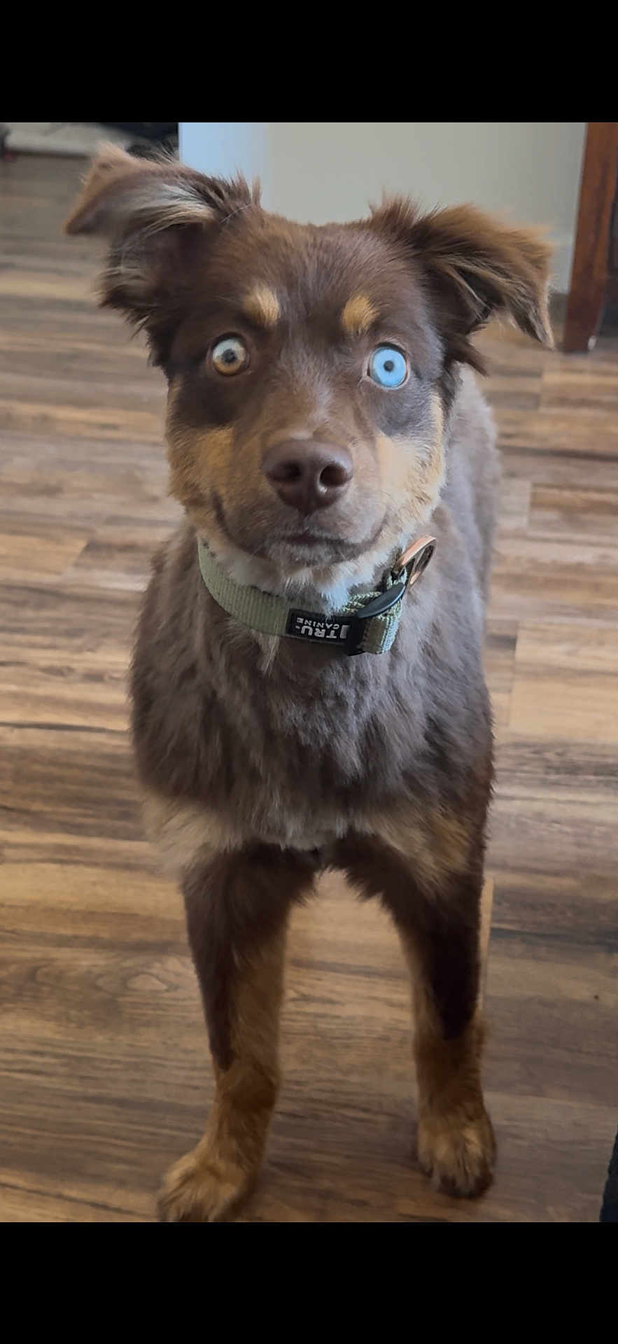 Mota