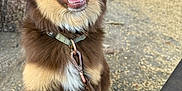 Mota is registered to the contest to win money with this photo: animal, blue_eye, blurred_background, brown_eye, canine, closeup, daylight, dog, fur, happy, heterochromia, leash, nature, outdoor, park, person, pet, playful, smiling, tree